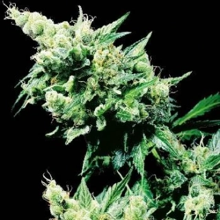 Sensi Seeds Hash Plant 10ks Regular