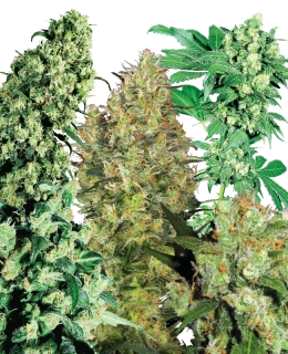 Sensi Seeds Idoor Mix 25ks Regular