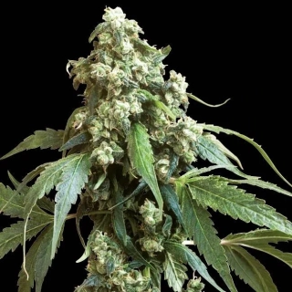 Sensi Seeds Jack Flash #5