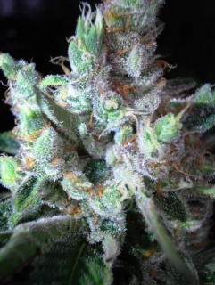 Sensi Seeds Northern Light #5 x Haze 5ks