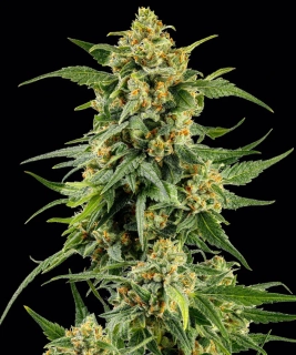 Sensi Seeds Skunk 1 Autoflowering