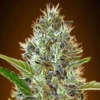 Natural Seeds Somango