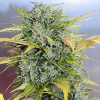 Natural Seeds AK-47 Auto