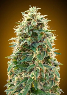 Natural Seeds Fruit Cheese Auto