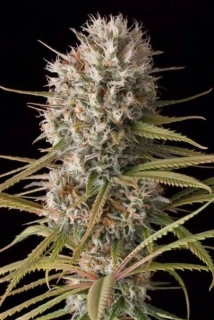 Natural Seeds Original Amnesia Haze
