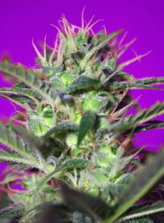 Sweet Seeds Botafumeiros