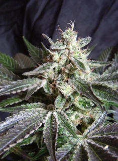Sweet Seeds Black Jack