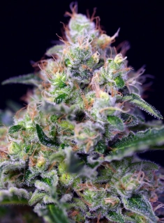 Sweet Seeds Cream Caramel