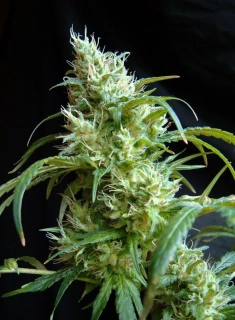Sweet Seeds Flash Back 2