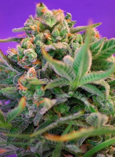 Sweet Seeds Sweet Cheese Fast Version