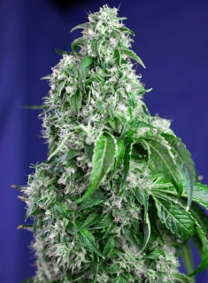 Sweet Seeds Big Devil Fast Version