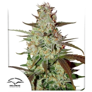 Dutch Passion Blue AutoMazar