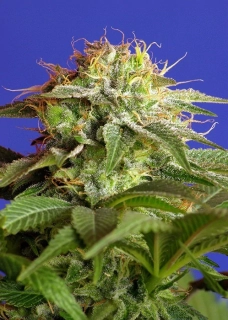 Sweet Seeds Green Poison