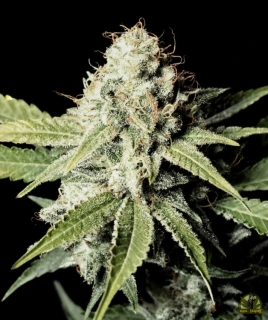 Pyramid Seeds - Shark CBD