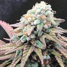 Kera Seeds - Empire Of The Sun