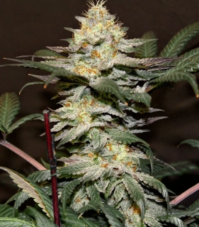 Kera Seeds - Hurricane Outdoor