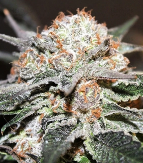 Kera Seeds - LA Widow
