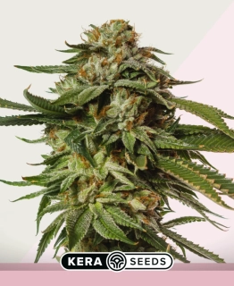 Kera Seeds - NLX Special