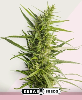 Kera Seeds - Northern Light