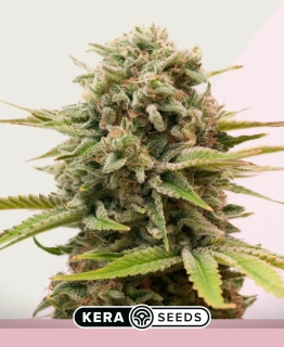 Kera Seeds - Sweet Seven Eleven