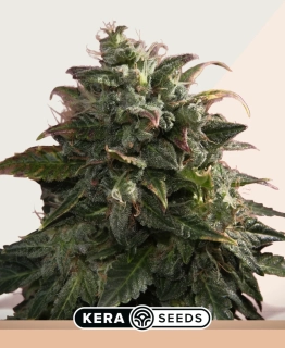 Kera Seeds - Venice Beach Afghan