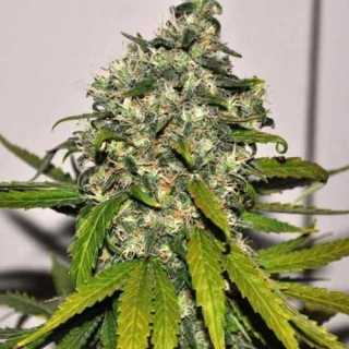 Nirvana - AK-48