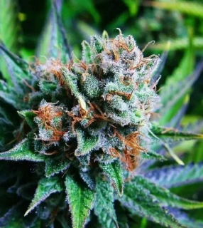 Nirvana - Blue Dream