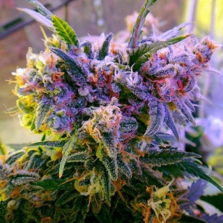 Nirvana - Aurora Indica