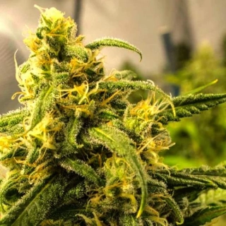 Nirvana - Big Bud
